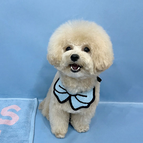 ワンちゃん写真