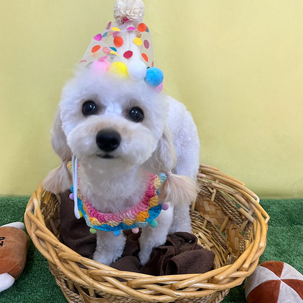 ワンちゃん写真