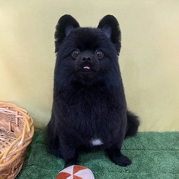 ワンちゃん写真