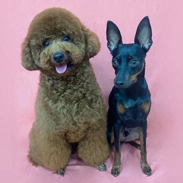 ワンちゃん写真