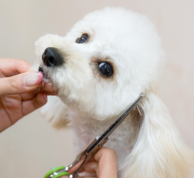 Cut & Shampoo